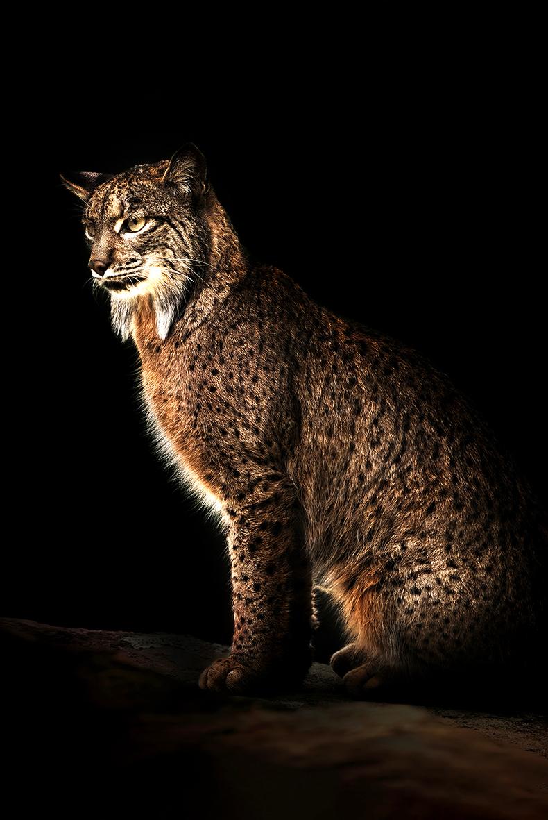 Lynx