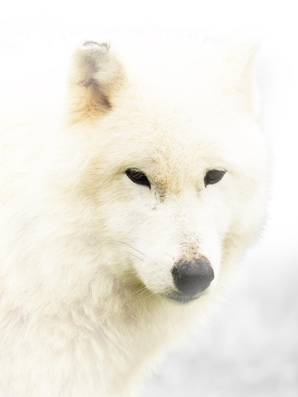 Witte Wolf